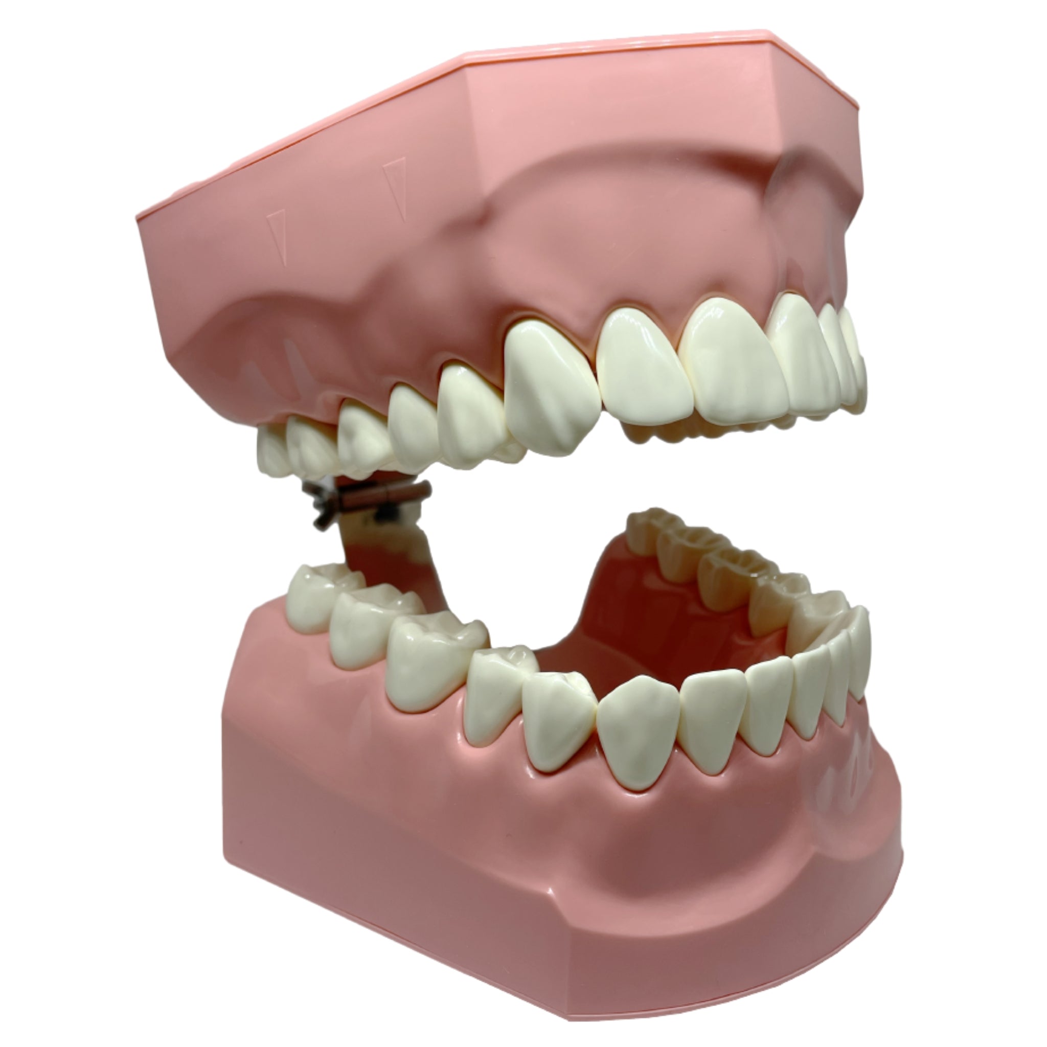 Tipodonto gigante p/tecnica de cepillado