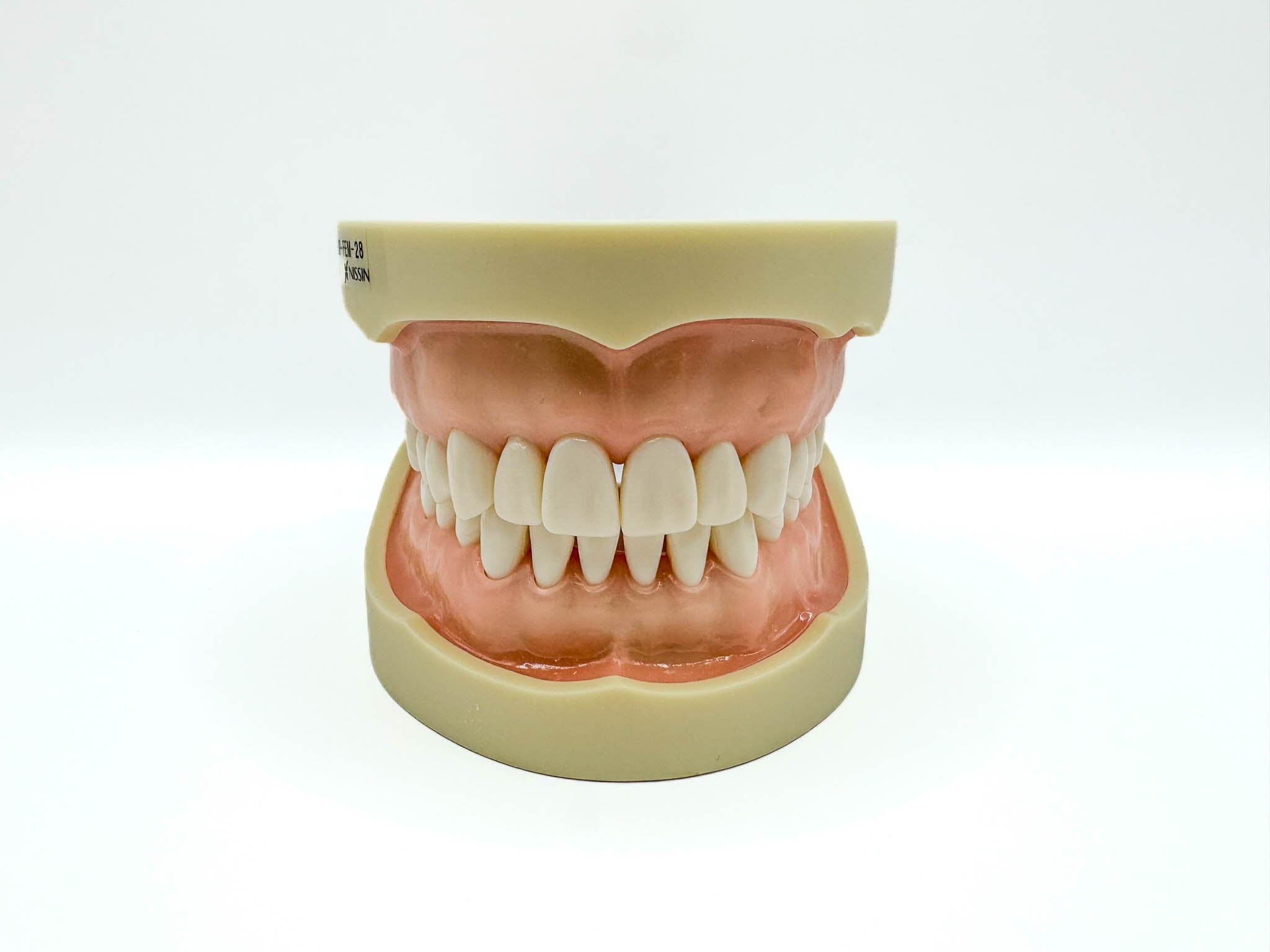 Tipodonto Nissin 28 dientes adulto (original)