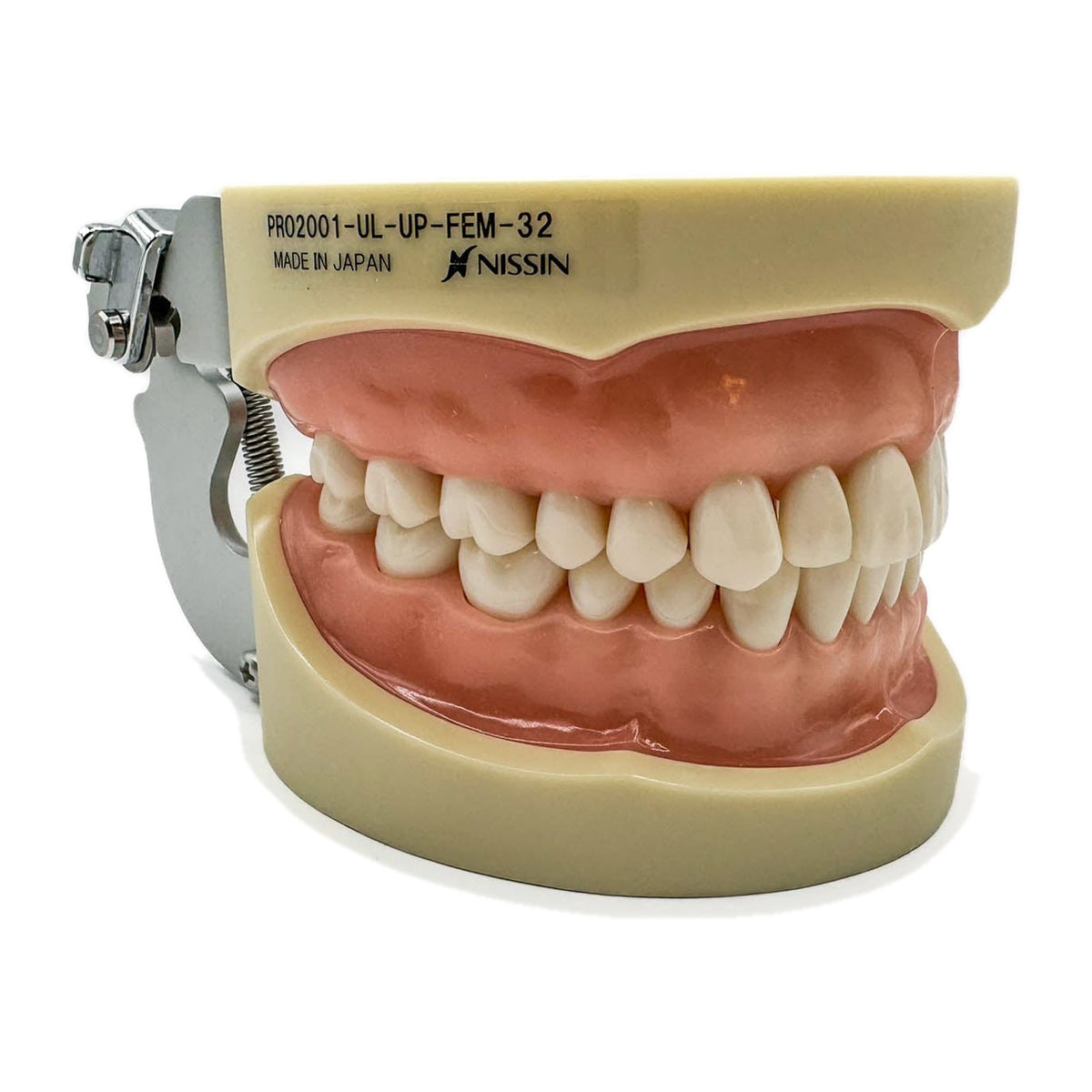 Tipodonto Nissin 32 dientes adulto (original)