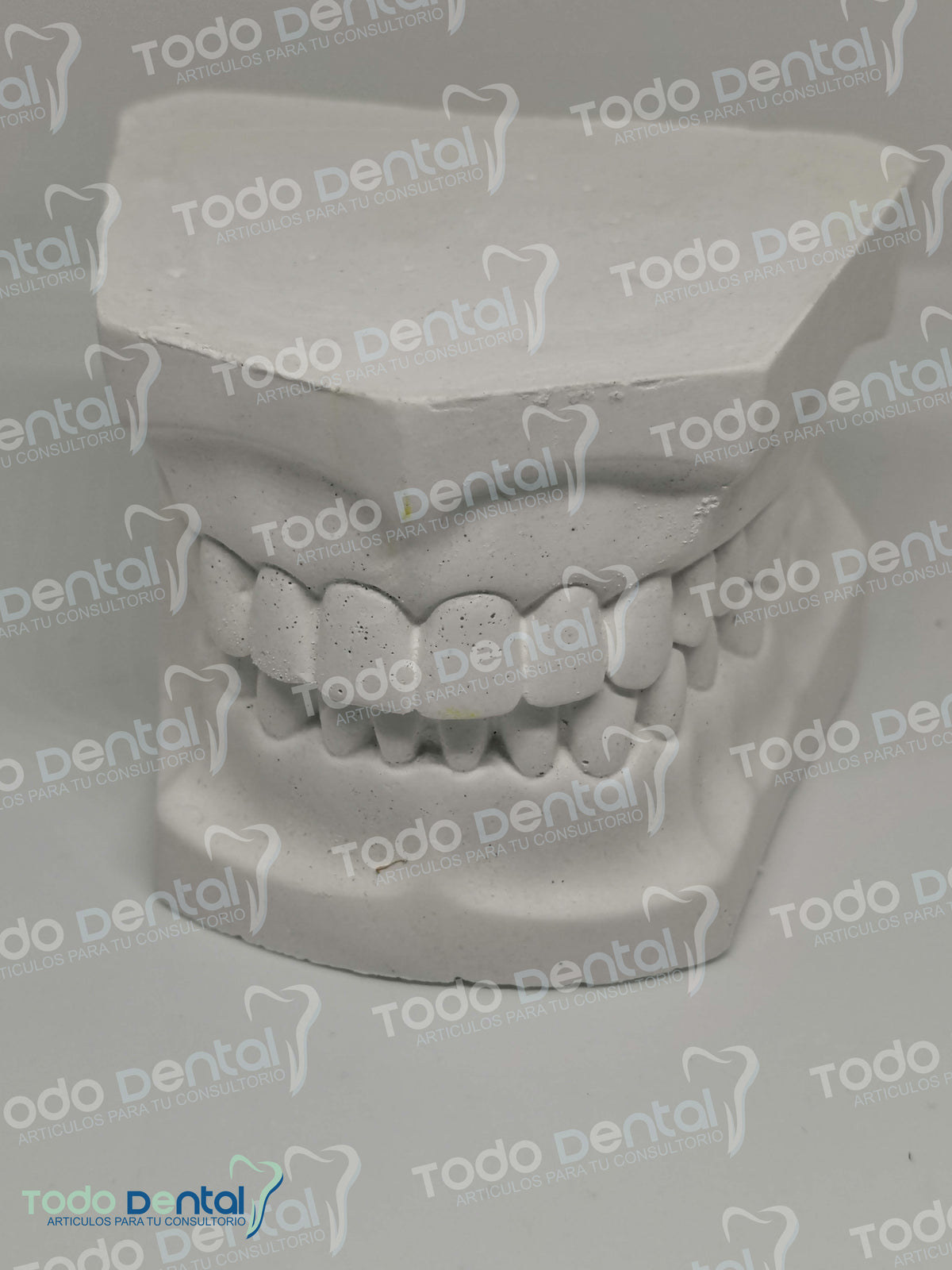 Tipodonto de yeso