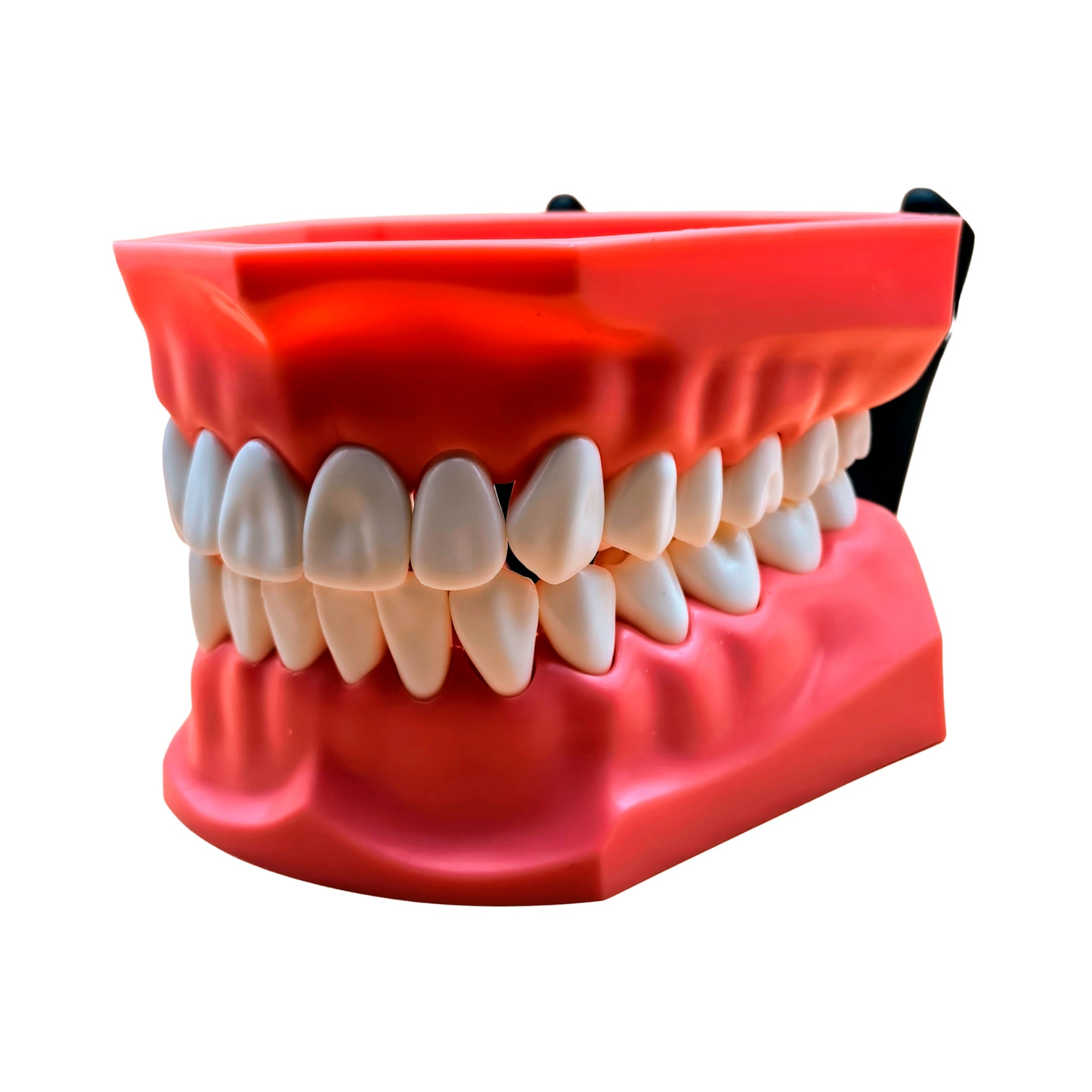 Tipodonto jumbo con dientes intercambiables y articulador premium