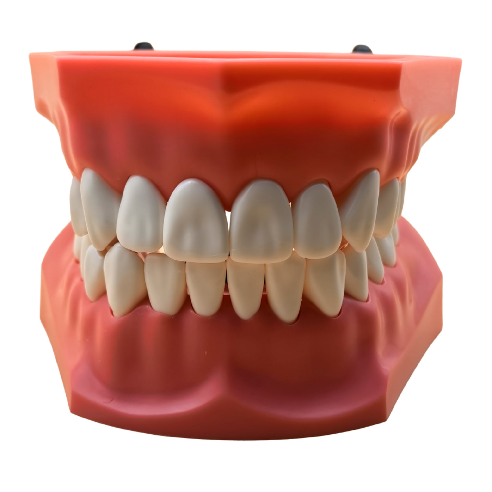 Tipodonto jumbo con dientes intercambiables y articulador premium