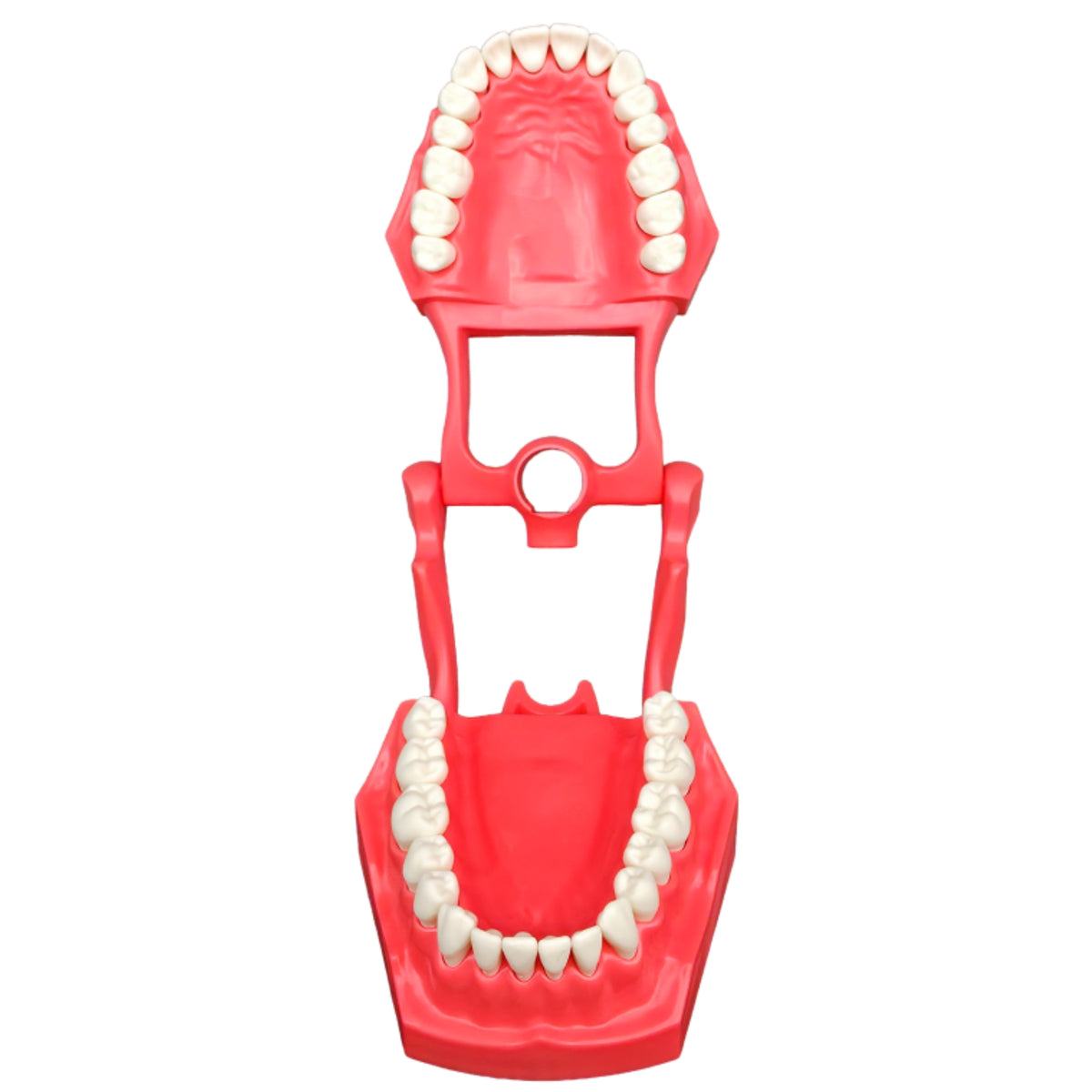 Tipodonto adulto con dientes intercambiables y bisagra interagada