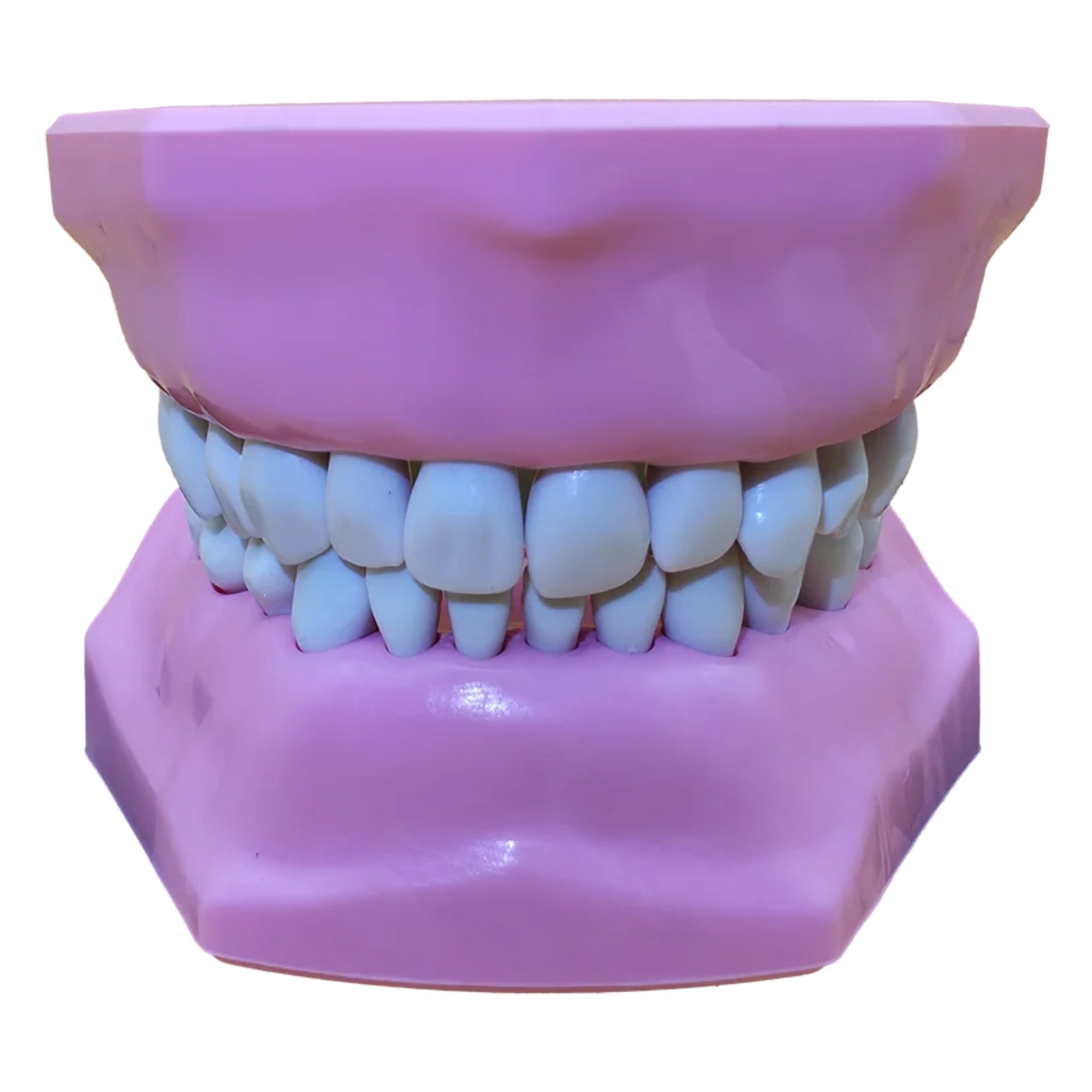 Tipodonto infantil con dientes intercambiables y bisagra integrada