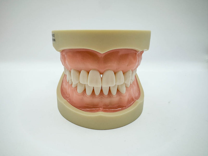 Tipodonto Nissin 32 dientes adulto (original)