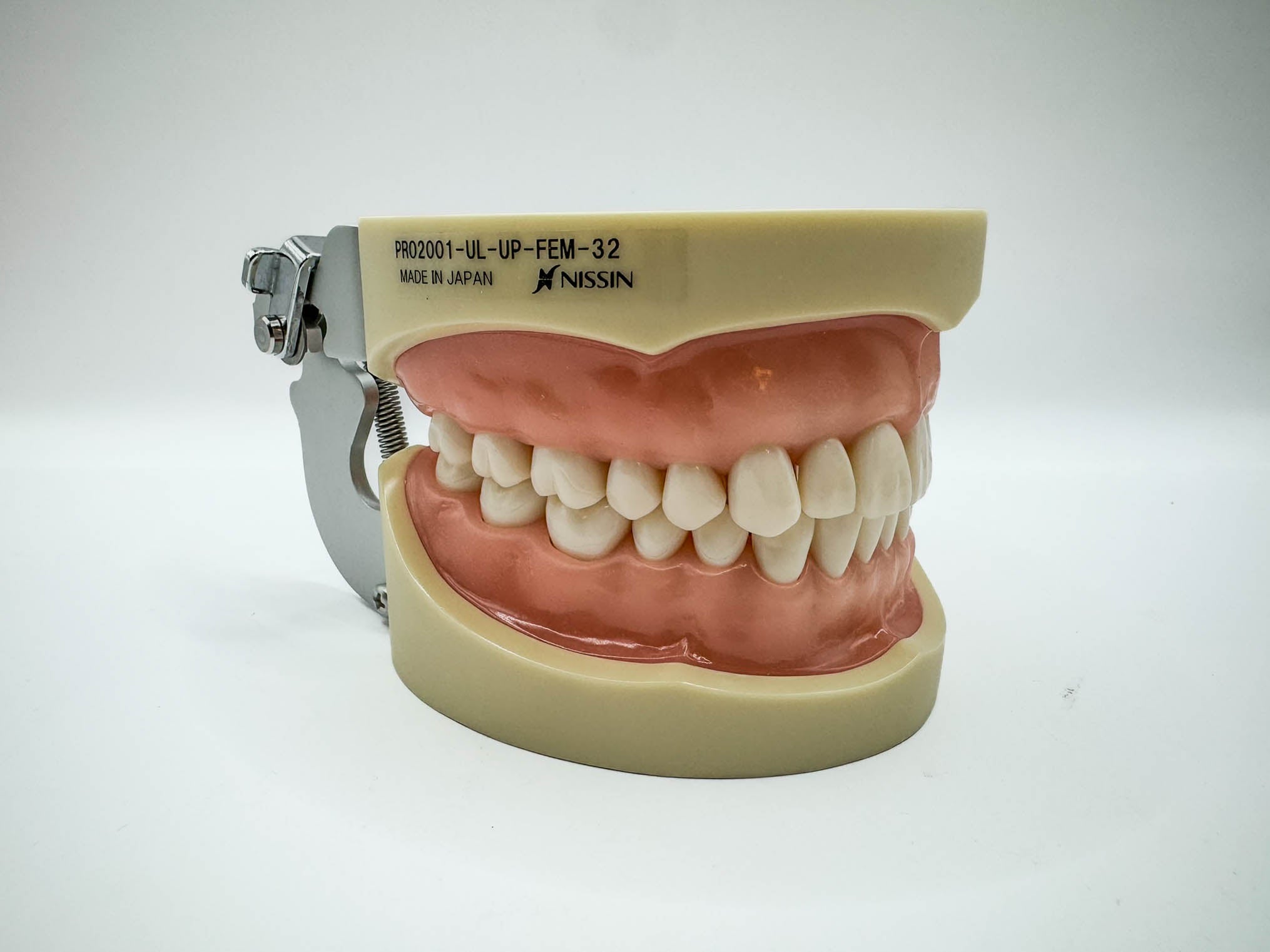 Tipodonto Nissin 32 dientes adulto (original)