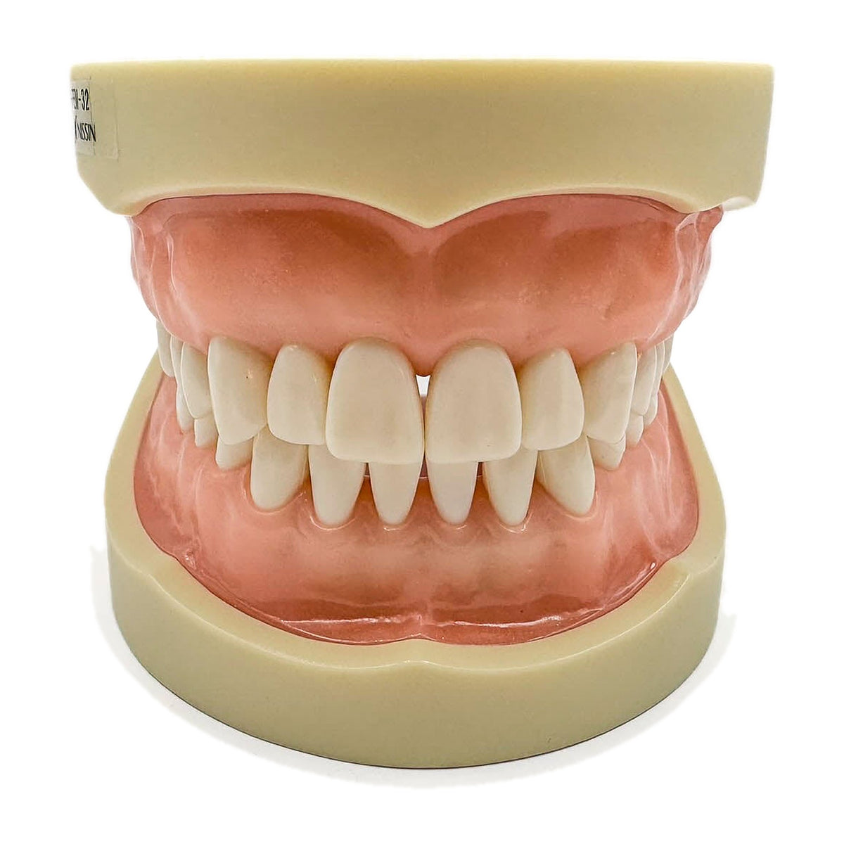 Tipodonto Nissin 32 dientes adulto (original)
