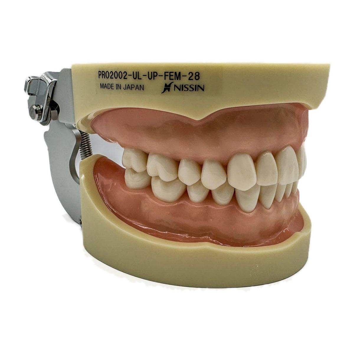 Tipodonto Nissin 28 dientes adulto (original)