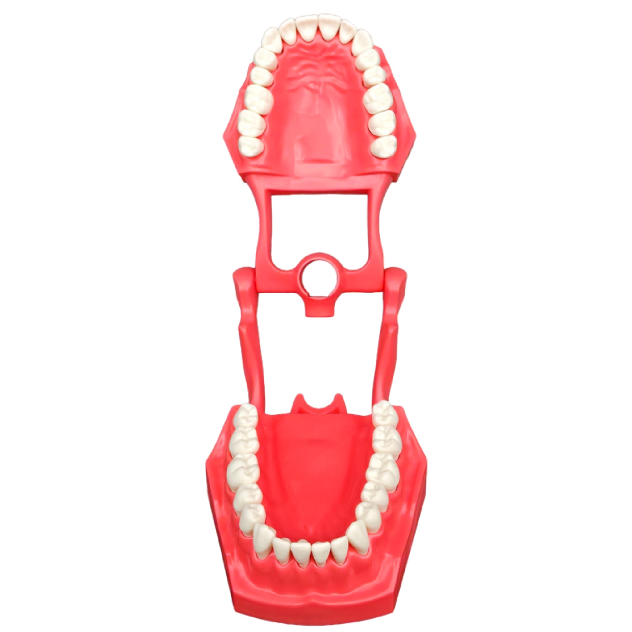 Tipodonto adulto con dientes intercambiables y bisagra interagada