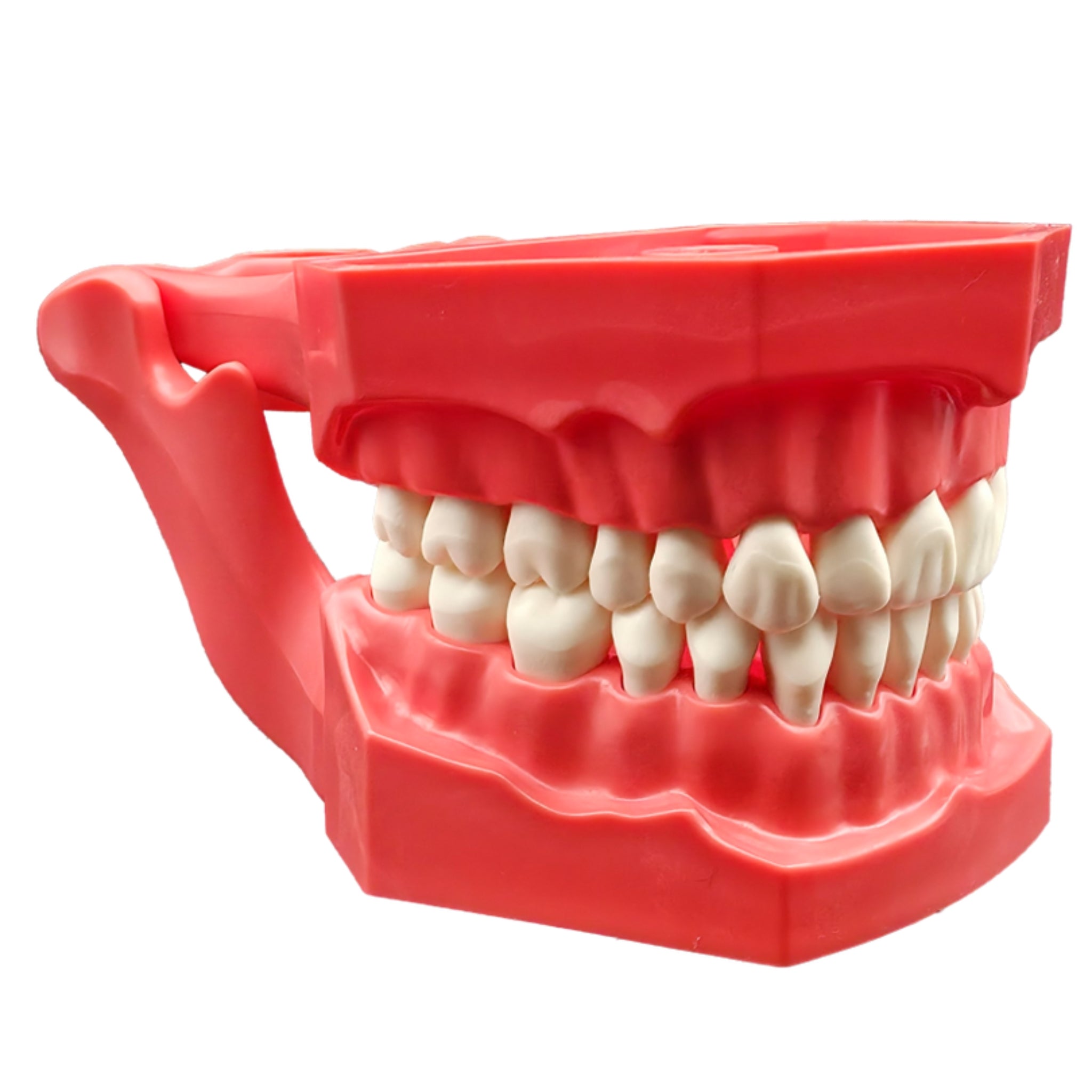 Tipodonto adulto con dientes intercambiables y bisagra interagada