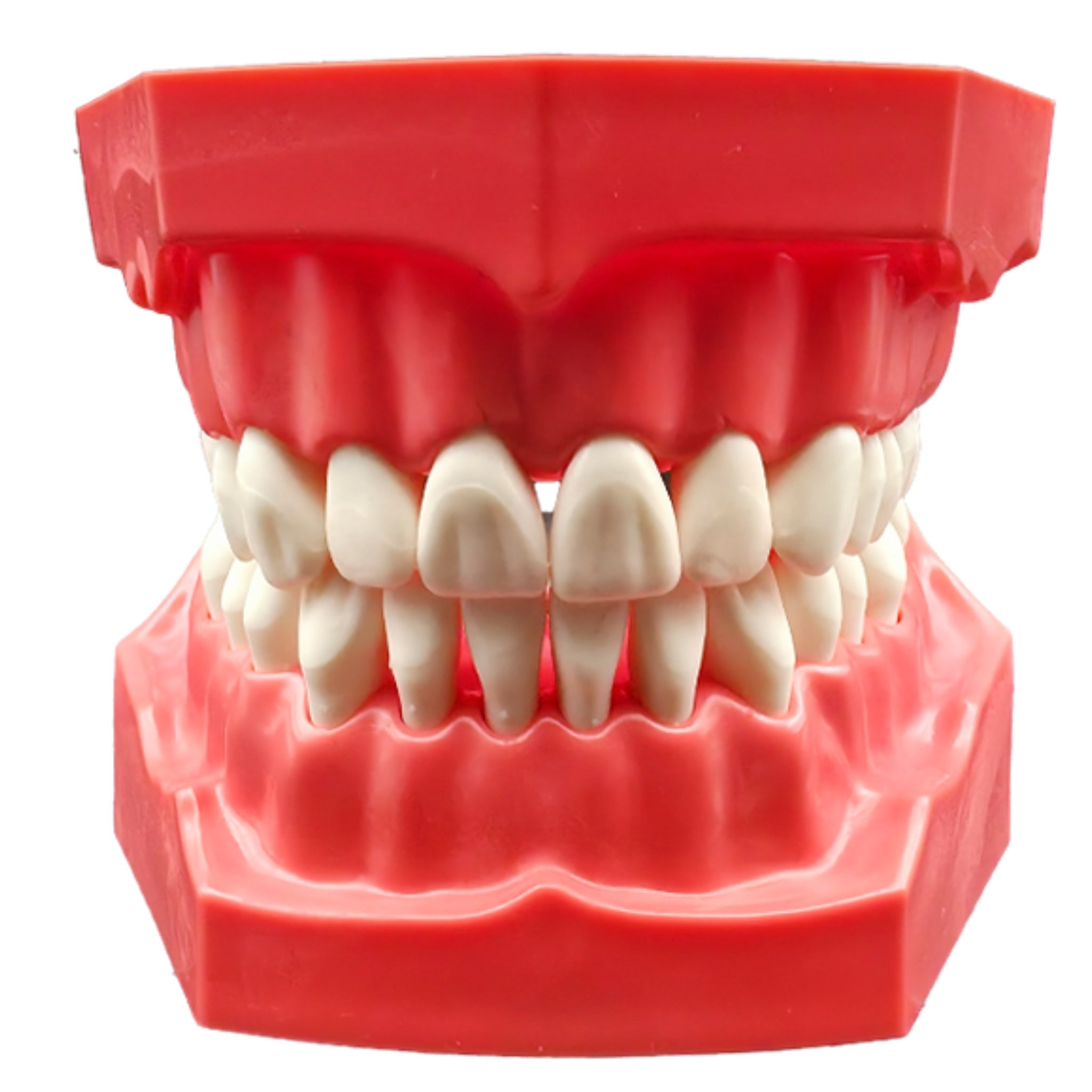 Tipodonto adulto con dientes intercambiables y bisagra interagada