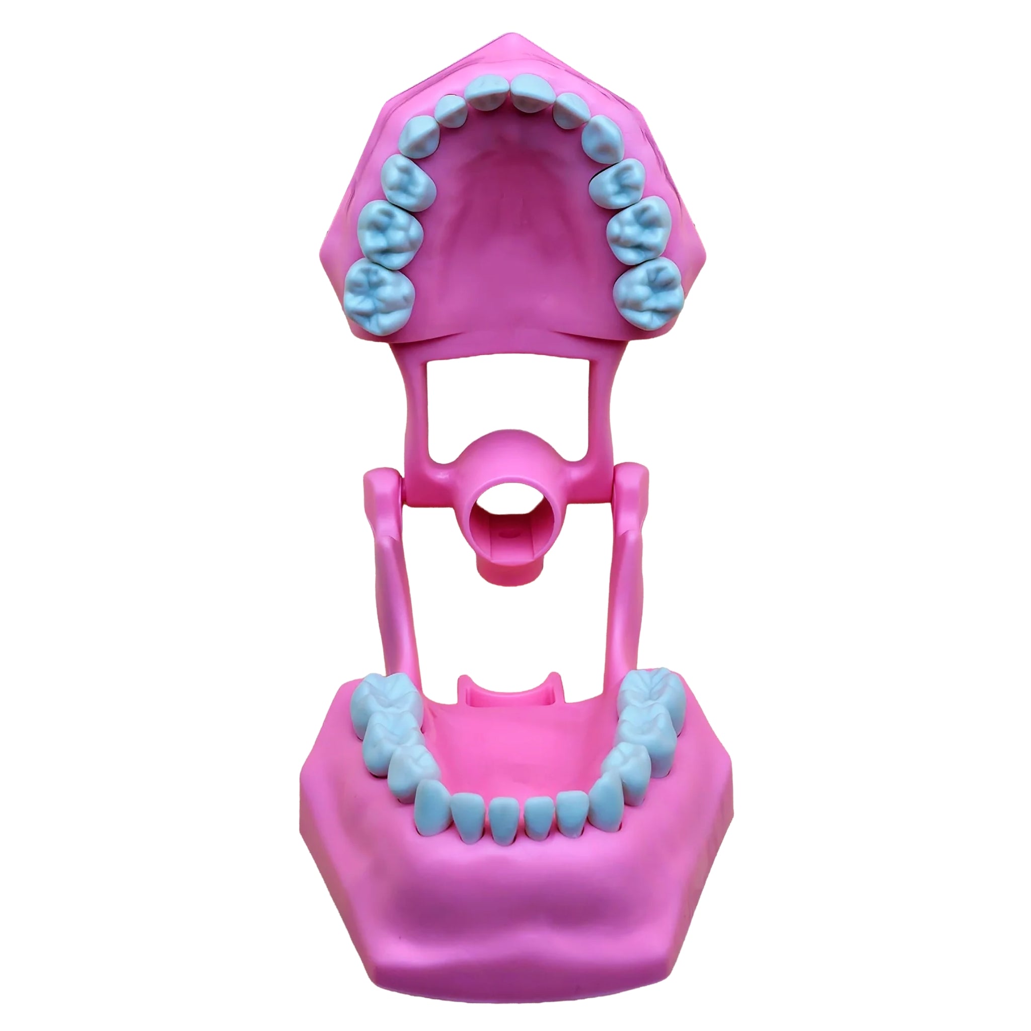 Tipodonto infantil con dientes intercambiables y bisagra integrada