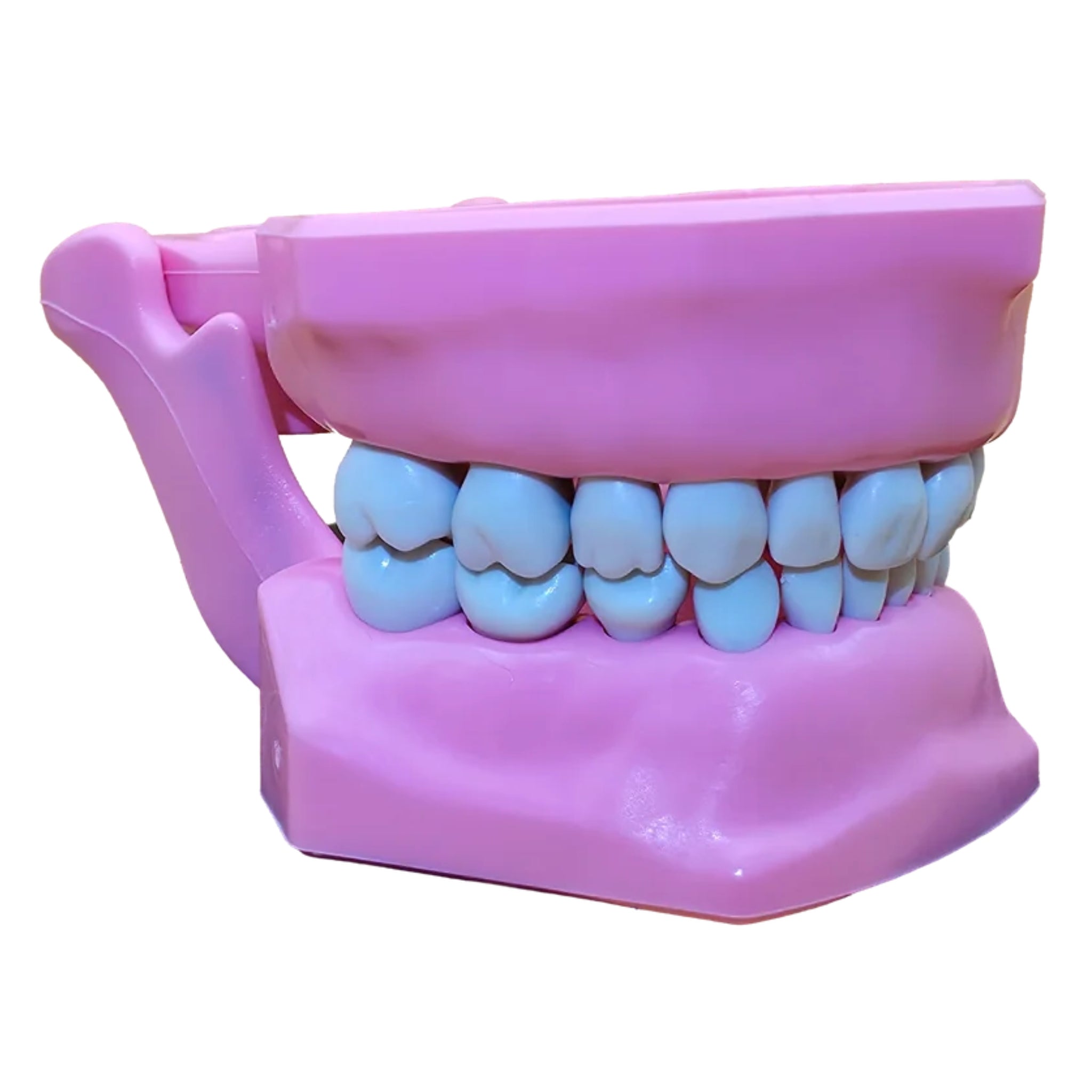 Tipodonto infantil con dientes intercambiables y bisagra integrada