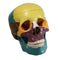 Cráneo seleccionado de colores